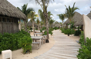 RESORT PALM TREES